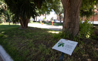 MEJORA DE ZONAS VERDES EN EL CASCO URBANO DE HINOJOSA DEL DUQUE. PARQUE DE LA CONSTITUCIÓN